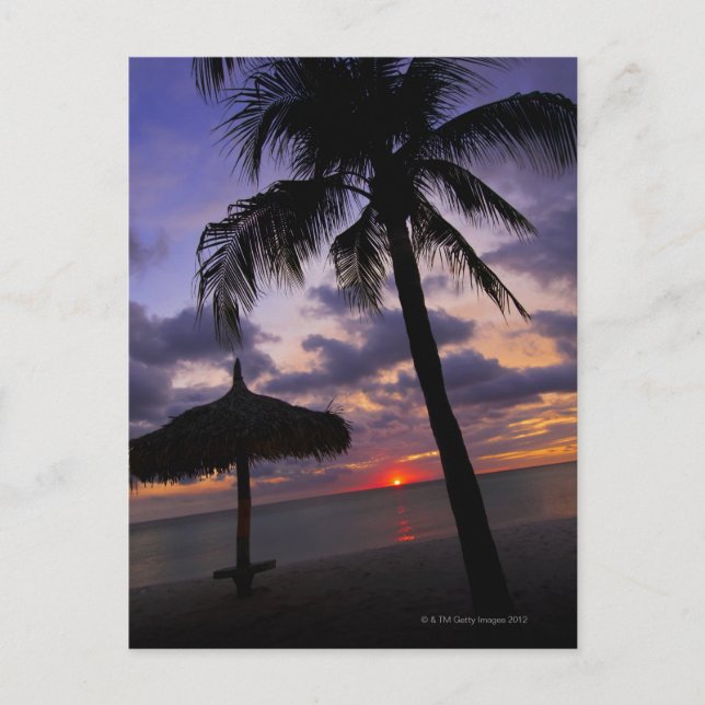 Aruba, silhouette of palm tree and palapa postcard (Front)
