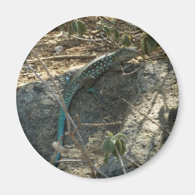 Aruban Whiptail Lizard Tropical Animal Photography Magnet (Front)