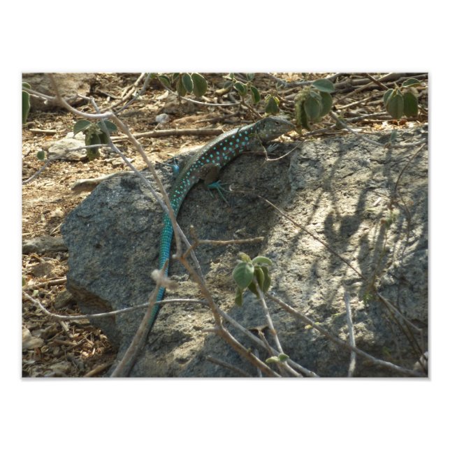 Aruban Whiptail Lizard Tropical Animal Photography Photo Print (Front)