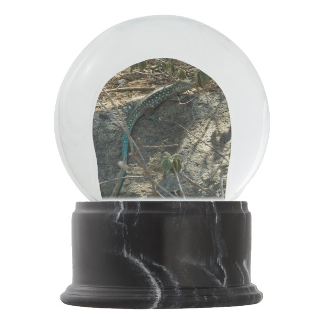 Aruban Whiptail Lizard Tropical Animal Photography Snow Globe (Front)