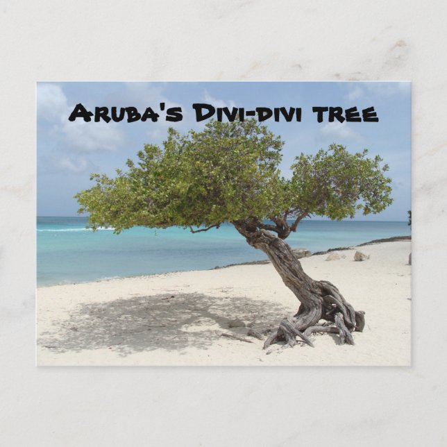 Aruba's Divi-divi tree postcard (Front)