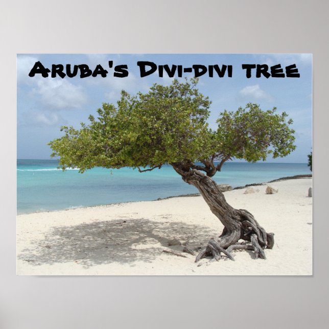 Aruba's Divi-divi tree poster (Front)