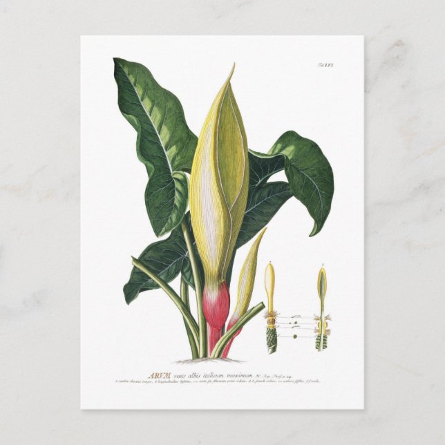 Arum lily postcard (Front)