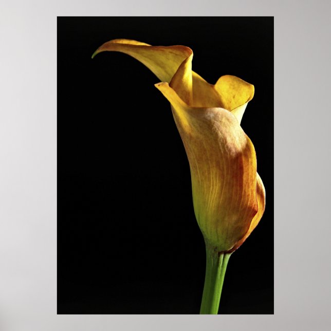 Arum Lily Poster (Front)