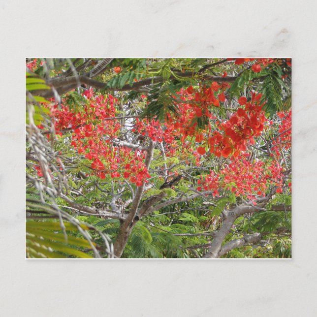 Arvore Postcard (Front)