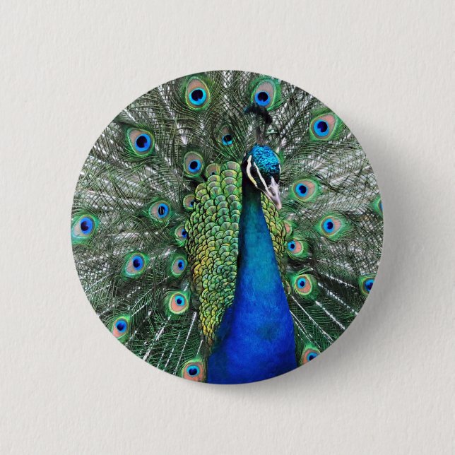 As Proud as a Peacock 2 Inch Round Button (Front)