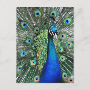 As Proud as a Peacock Postcard