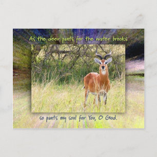 As The Deer Pants for the Water Brooks... Postcard
