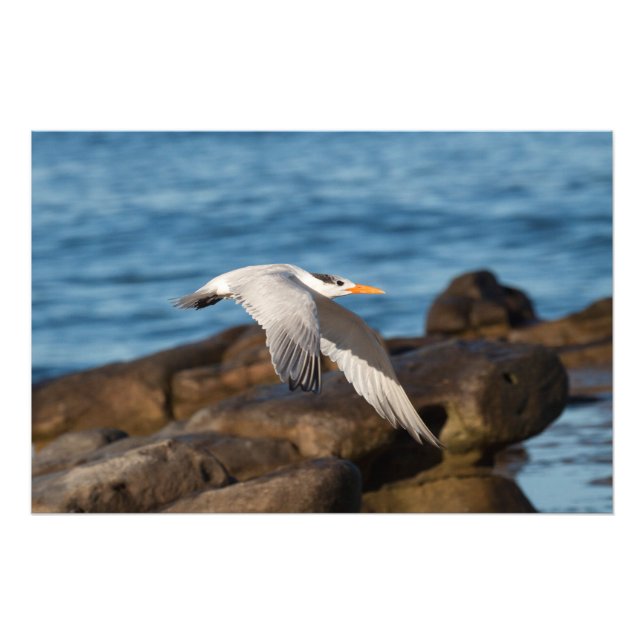 As the Tern Flies Photo Print (Front)