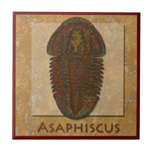 Asaphiscus Fossil Trilobite Tile