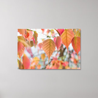 Asathu Plant Baby Leaves Load buddha Canvas Print