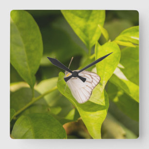 Ascia_02 Square Wall Clock