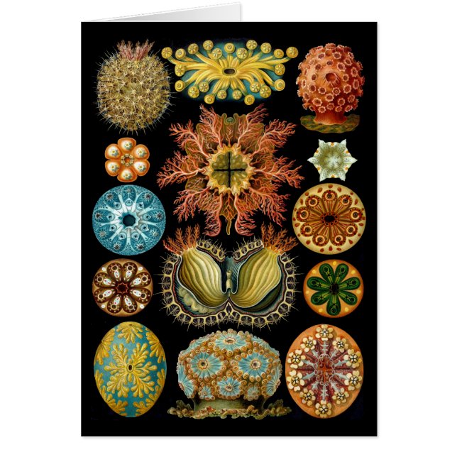 Ascidiacea (Devant)