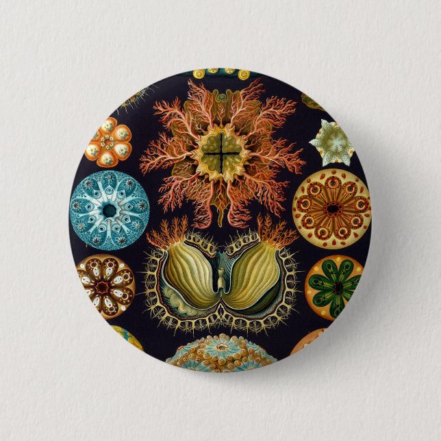 Ascidiacea by Ernst Haeckel 2 Inch Round Button (Front)