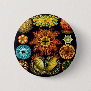 Ascidiacea (Sea Squirts), Ernst Haeckel Fine Art 2 Inch Round Button