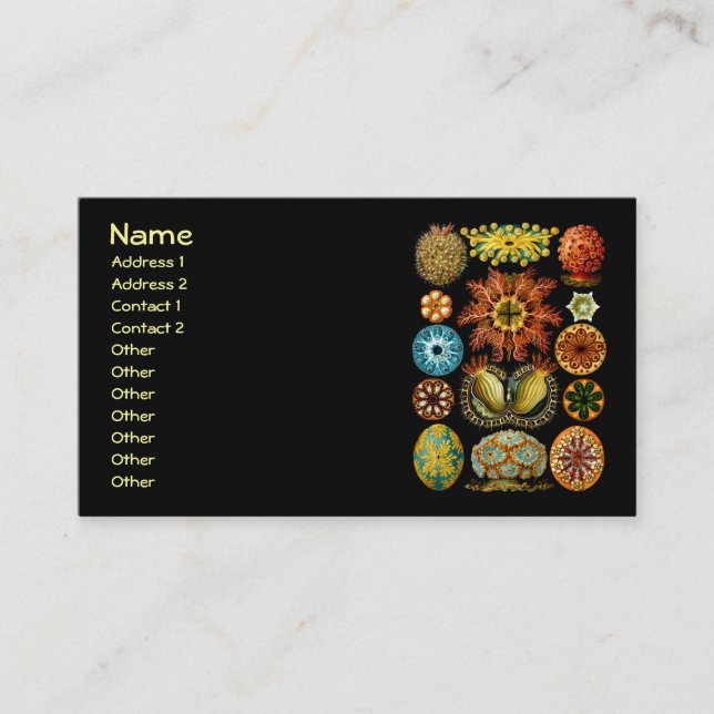 Ascidiacea (Sea Squirts), Ernst Haeckel Fine Art Business Card (Front)