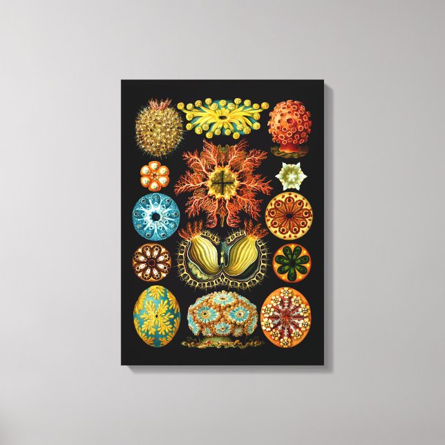 Ascidiacea (Sea Squirts), Ernst Haeckel Fine Art Canvas Print (Front)