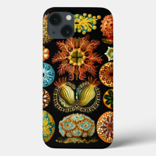 Ascidiacea (Sea Squirts), Ernst Haeckel Fine Art iPhone 13 Case