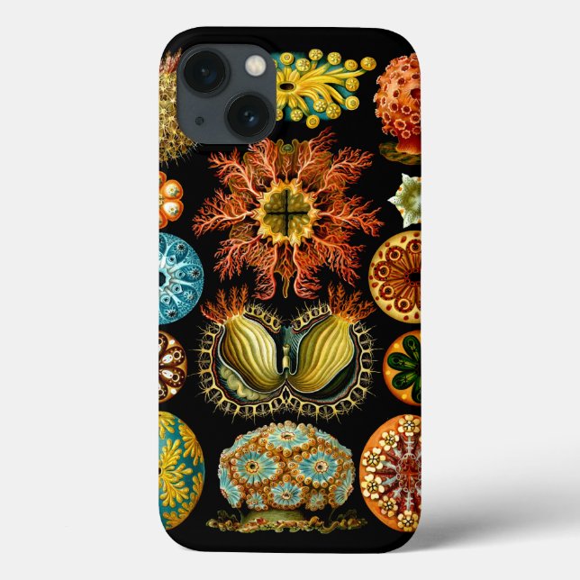 Ascidiacea (Sea Squirts), Ernst Haeckel Fine Art Case-Mate iPhone Case (Back)