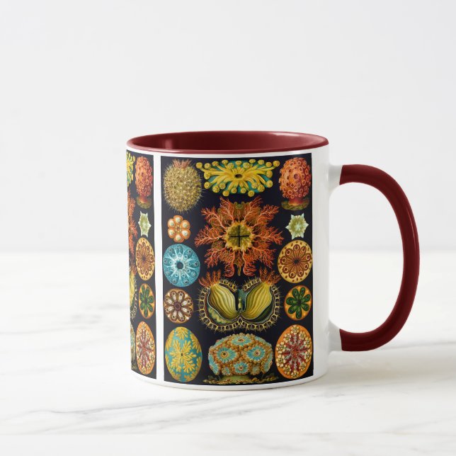 Ascidiacea (Sea Squirts), Ernst Haeckel Fine Art Mug (Right)