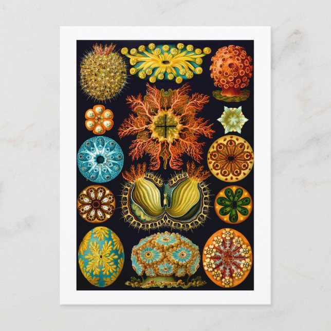 Ascidiacea (Sea Squirts), Ernst Haeckel Fine Art Postcard (Front)