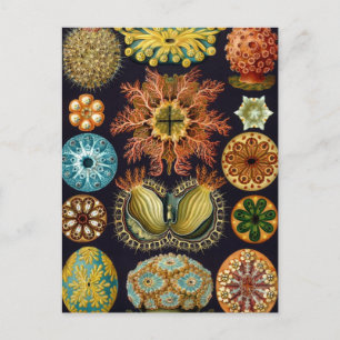 Ascidiae by Ernst Haeckel, Vintage Marine Animals Postcard