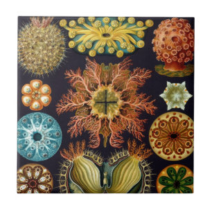 Ascidiae by Ernst Haeckel, Vintage Marine Animals Tile