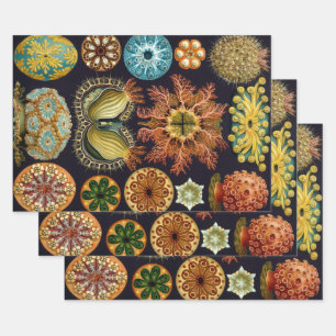 Ascidiae by Ernst Haeckel, Vintage Marine Animals Wrapping Paper Sheet
