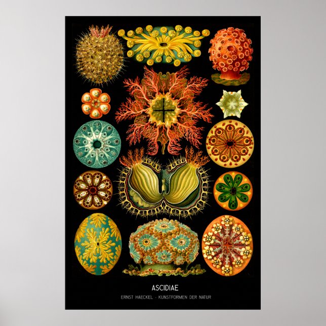 Ascidiae – Plate 85 - Kunstformen der Natur Poster (Front)
