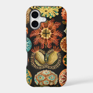 Ascidiae, Seescheiden Marine Life by Ernst Haeckel
