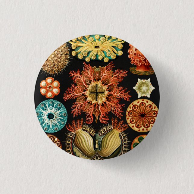 Ascidiae, Seescheiden Marine Life by Ernst Haeckel 1 Inch Round Button (Front)