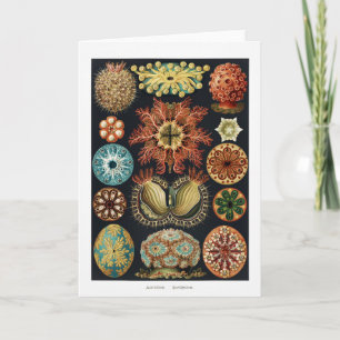 Ascidiae Starfish Sea Urchin Vintage Poster Card