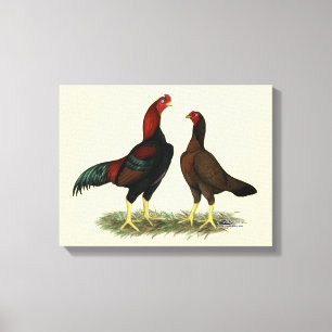 Aseel Black Red Chickens Canvas Print
