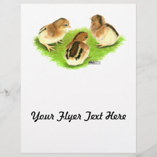 Aseel Black Red Chicks Flyer