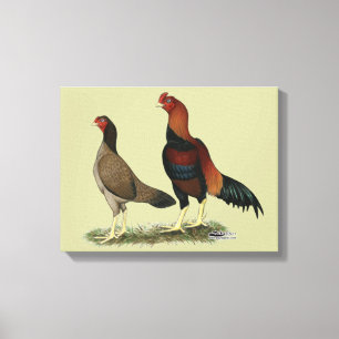 Aseel Wheaten Chickens Canvas Print