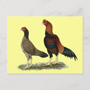 Aseel Wheaten Chickens Postcard