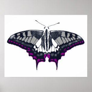 Asexual Flag Swallowtail Butterfly Poster