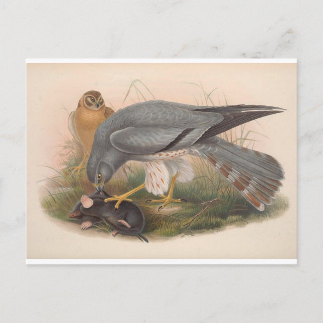 Ash-Coloured Harrier Bird_GC - Postcard (Front)
