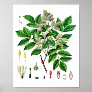 Ash Tree Vintage Botanical Illustration Poster