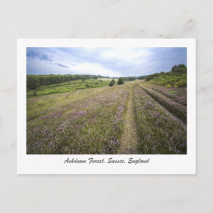 Ashdown Forest Postcard