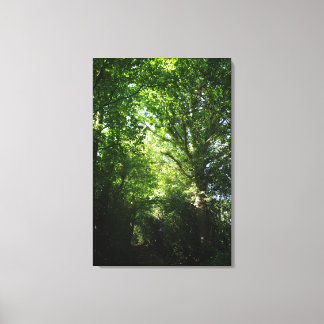 Ashdown Forest Winnie The Pooh Woodland Walk Canvas Print
