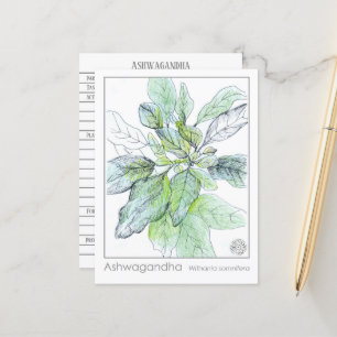 Ashwagandha Materia Medica Herbal Study Card