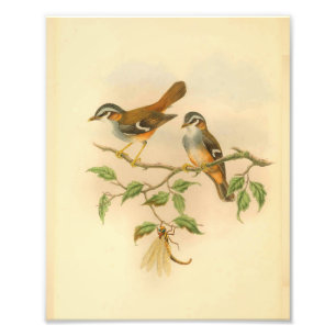 Ashy Fronted Flycatcher Orange Bird Vintage Print