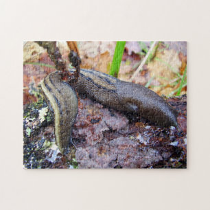 Ashy-Gray Slug Photo Puzzle with Gift Box