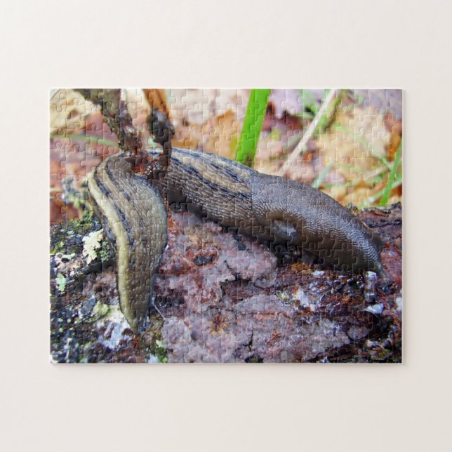 Ashy-Gray Slug Photo Puzzle with Gift Box (Horizontal)