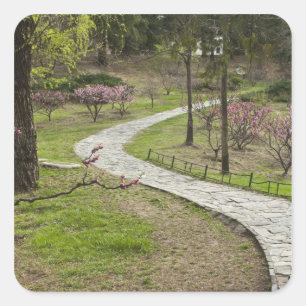 Asia, China, Beijing. Spring blossoms along Square Sticker