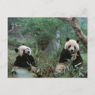 Asia, China, Chengdu. Giant Panda Sanctuary Postcard