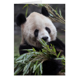 Asia, China Chongqing. Giant Panda