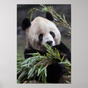 Asia, China Chongqing. Giant Panda Poster