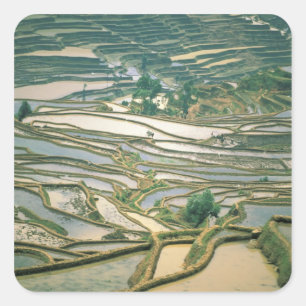 Asia, China. Flooded rice terraces near Nano Square Sticker